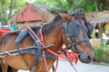 Portrait of workhorse Royalty Free Stock Photo