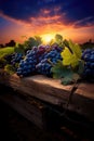 Ripe Grapes on the Vine. rustic wood. vibrant sunset.