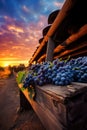 Vineyard Harvest Season. rustic wood. vibrant sunset. Royalty Free Stock Photo