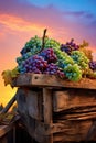 Grapes in Golden Hour Light. rustic wood basket. vibrant sunset. Royalty Free Stock Photo