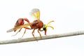 Image of potter wasp Delta sp, Eumeninae on dry branches.