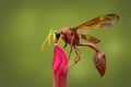 Image of potter wasp Delta sp, Eumeninae on flower. Insect Animal