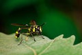 Image of Potter WaspPhimenes flavopictus on the green leaf. In Royalty Free Stock Photo