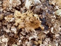 Worm in Chicken feces and Wet Droppings