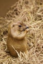 Image of prairie dog on the dry grass. Pet. Wild Animals Royalty Free Stock Photo