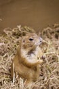 Image of prairie dog on the dry grass. Pet. Wild Animals Royalty Free Stock Photo