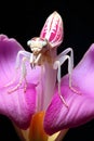 Image of praying mantis(Phasmatodea) on flower,  Insect Animal Royalty Free Stock Photo