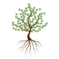 Green tree with roots on a white background. Royalty Free Stock Photo