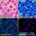 Image presenting four distinct histological stains used in microscopy Royalty Free Stock Photo