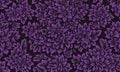 repeating pattern purple flowers with green leaves against black background. Royalty Free Stock Photo