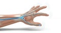 Anatomical Illustration of Human Hand Showing Skeletal Structure Veins and Nervous System With Glowing Digital Overlay Royalty Free Stock Photo
