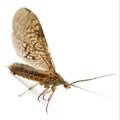 Caddisfly Isolated on White Background Royalty Free Stock Photo