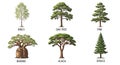 Six common tree types isolated on white background Royalty Free Stock Photo