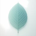Delicate Emerald-Green Leaf Isolated Royalty Free Stock Photo