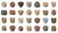 Collection of detailed cross section illustrations of various nuts showing inner kernels and shells in natural earthy tones for Royalty Free Stock Photo