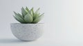 A small succulent plant in a white speckled pot. Royalty Free Stock Photo