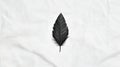 A black feather on a white background. Royalty Free Stock Photo