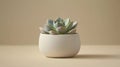 A small succulent plant in a white pot. Royalty Free Stock Photo