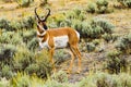 Pronghorn Antelope Yellowstone National Park Royalty Free Stock Photo