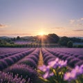 Provence, France. Lavender field summer sunset landscape near Valensole. made with Generative AI Royalty Free Stock Photo