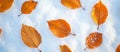 This image provides a full frame with copy space as autumn beech leaves peek through the first snow creating a bright Royalty Free Stock Photo