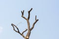 Prunned tree on natural blue sky background