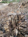 psathyrellaceae mushrooms sprouting out from the ground