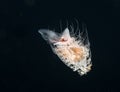 Image of a Pteropod taken at night. Royalty Free Stock Photo