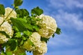 Puffy white hydrangeas hortensia flowers budding on branches under bright blue sky wispy clouds Royalty Free Stock Photo