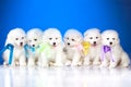 Image of puppies Samoyed breed Royalty Free Stock Photo