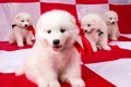 Image of puppies Samoyed breed Royalty Free Stock Photo