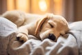 Puppy Dog Naptime on a Cozy Bed, dog care routine, luxury dog life