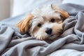 Puppy Dog Naptime on a Cozy Bed, dog care routine, luxury dog life