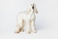 Image of purebred, beautiful Afghan Hound dog standing and attentively looking against white studio background Royalty Free Stock Photo