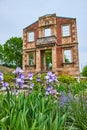 Purple Bearded Iris Flower in front of abandoned and decaying old mansion wall Royalty Free Stock Photo