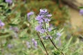 Image of purple Caryopteris incana flowers