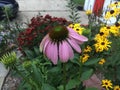 Purple Cone Flower Native Wildflower Garden in a  Butterfly Garden Royalty Free Stock Photo