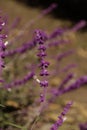 Image of a purple Mexican bush sage flower in the blur background. Royalty Free Stock Photo