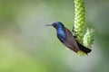 Image of purple sunbirdMale on a branch on nature background. Cinnyris asiatica Bird. Animal Royalty Free Stock Photo