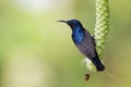 Image of purple sunbirdMale on a branch on nature background. Cinnyris asiatica Bird. Animal Royalty Free Stock Photo