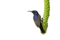 Image of purple sunbirdMale on a branch on white background. Cinnyris asiatica Bird. Animal Royalty Free Stock Photo