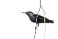 Image of purple sunbirdMale on the wire on white background. Cinnyris asiatica Bird. Animal