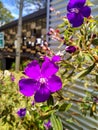 Image of purple Tibouchina Granulosa flower blooming at the park.