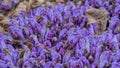 Image with Purple toothwort Lathraea clandestine purple, selective focus and drops of ahua in natural park