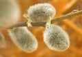 Image of a pussy-willow on table close-up Royalty Free Stock Photo