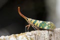 Image of Pyrops candelaria or lantern Fly. Royalty Free Stock Photo