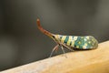 Image of Pyrops candelaria or lantern Fly. Royalty Free Stock Photo