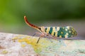 Image of Pyrops candelaria or lantern Fly. Royalty Free Stock Photo