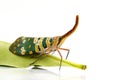 Image of Pyrops candelaria or lantern Fly on white background. Royalty Free Stock Photo