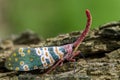 Image of pyrops candelaria Pyrops candelarius. Royalty Free Stock Photo